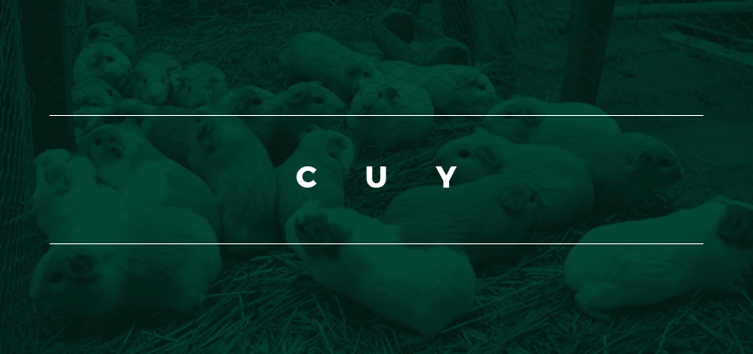 Cuy